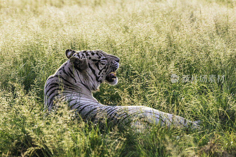 孟加拉虎躺着(Panthera tigris tigris)